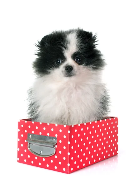 Cachorro pomeranian spitz — Fotografia de Stock