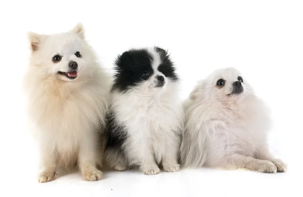 Pomeranian spitz — Stockfoto