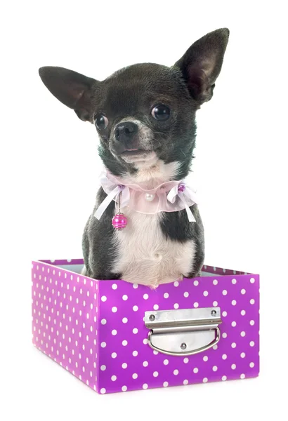 Chihuahua — Stock Photo, Image