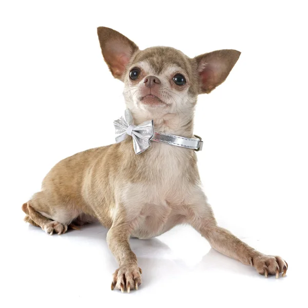 Chihuahua — Stock Photo, Image