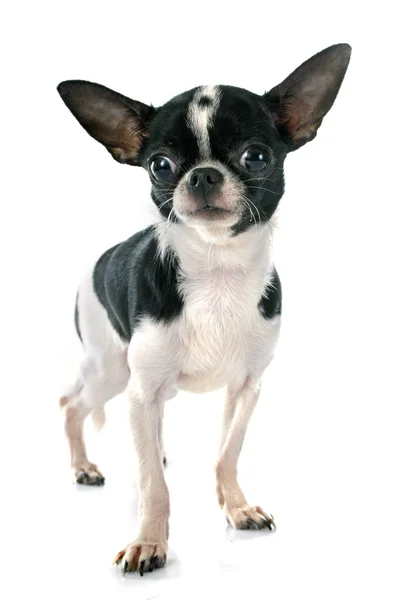 Chihuahua — Stockfoto