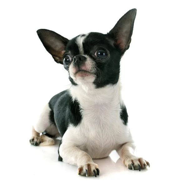 Chihuahua — Stockfoto