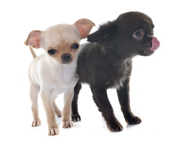 Cachorros chihuahua — Foto de Stock