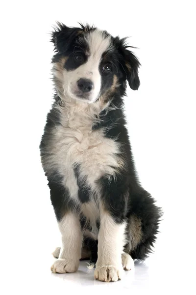 Cachorro frontera collie — Foto de Stock