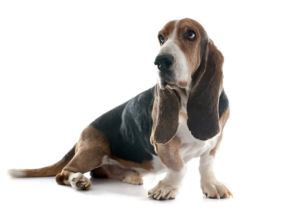 Cão de Basset — Fotografia de Stock