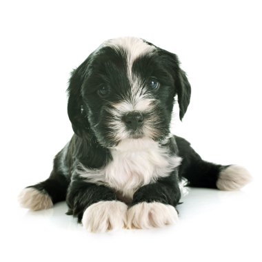 köpek yavrusu Tibet terrier