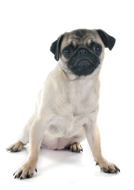 köpek pug