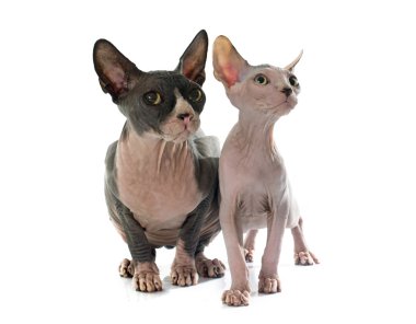 Alında saç çizgisi Sphynx Cats
