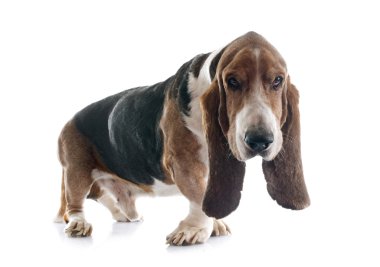 Basset hound
