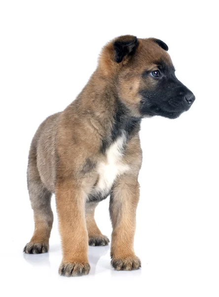 Köpek yavrusu malinois — Stok fotoğraf