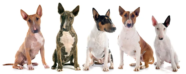 Bull terriers — Stock Photo, Image