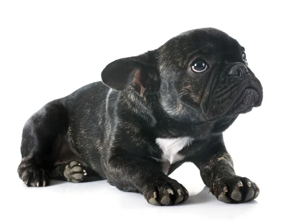 French bulldog — Stock Photo, Image