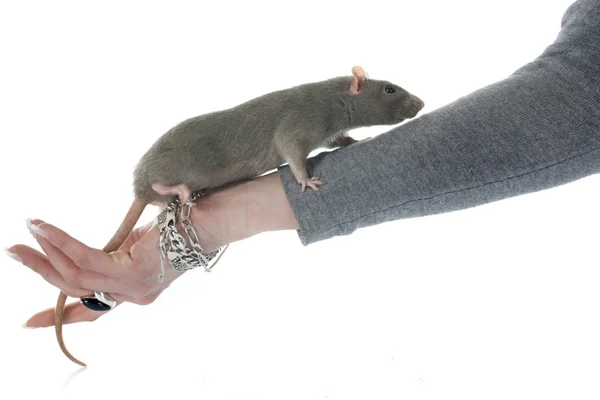 Ratto grigio — Foto Stock