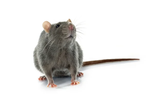 Graue Ratte — Stockfoto