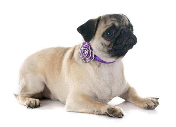 Pug puppy — Stockfoto