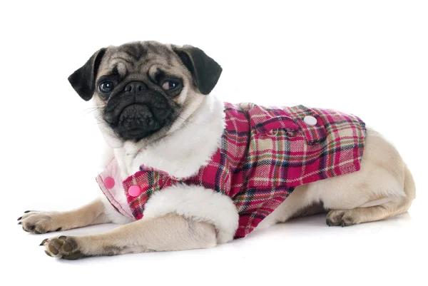 Cachorro vestido pug — Foto de Stock