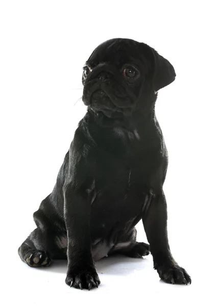 Pug puppy — Stockfoto