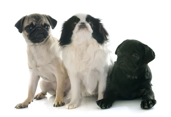 Tres perritos — Foto de Stock