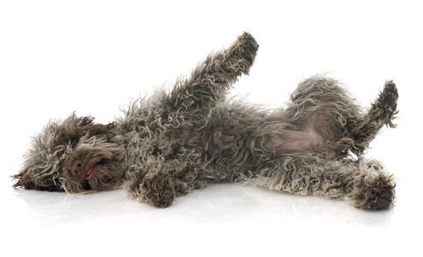 小狗 Lagotto Romagnolo — 图库照片