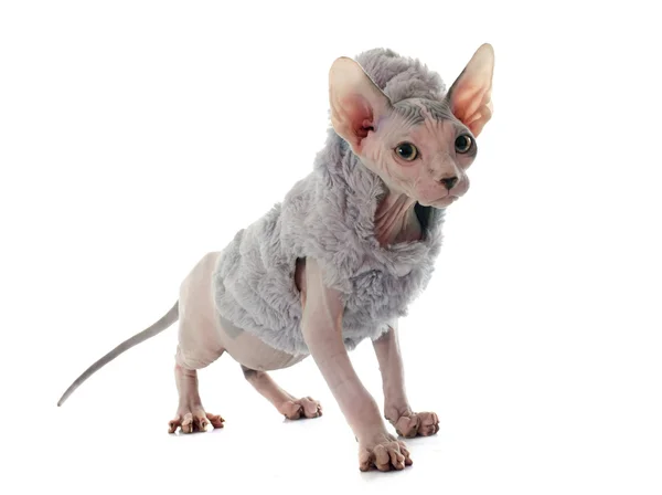 Klädd Sphynx hårlös katt — Stockfoto