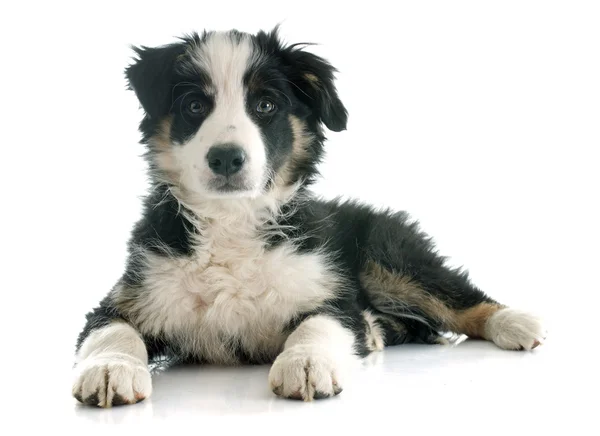 Köpek yavrusu kenar kömür ocağı — Stok fotoğraf