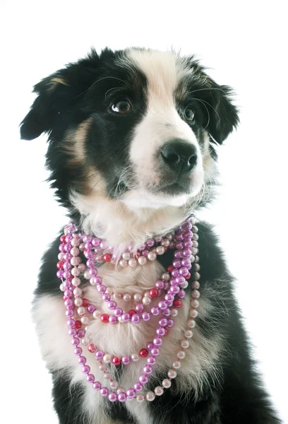 Szczeniak rasy border collie — Zdjęcie stockowe