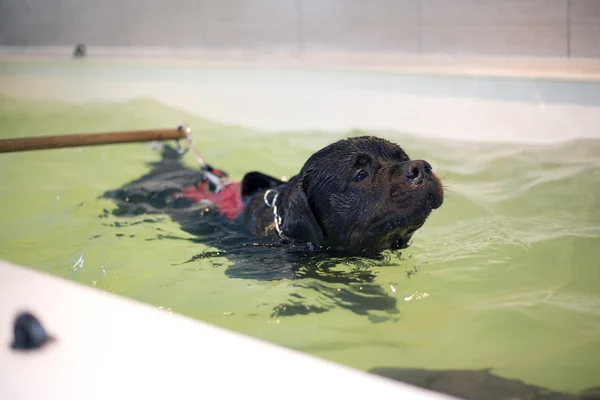 狗海水浴疗法 — 图库照片