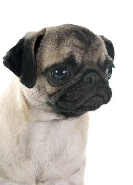 Puppy pug — Stock Photo, Image