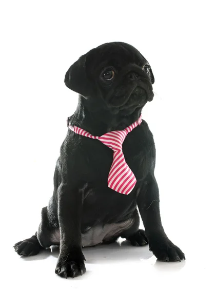 Puppy pug Stock Image