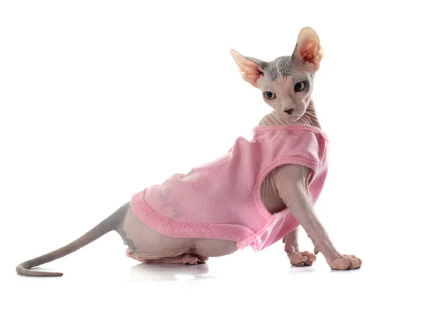 Habille Sphynx Chat Sans Poil Images Libres De Droit Photos De Habille Sphynx Chat Sans Poil Depositphotos