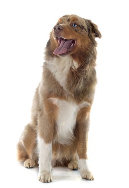 Avustralyalı çoban