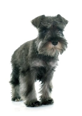 Köpek yavrusu minyatür schnauzer