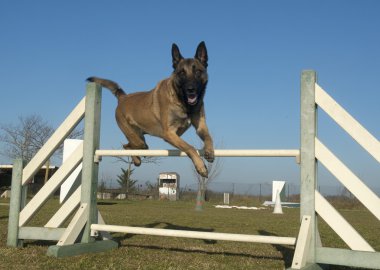 malinois atlama