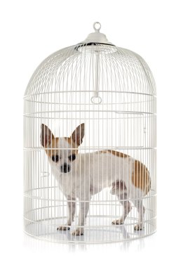 kafeste genç chihuahua