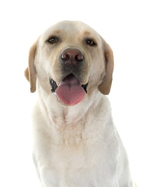 Labrador geri almak