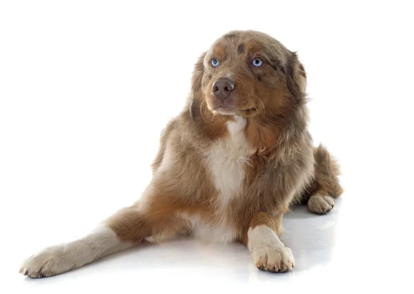 Australian shepherd — Stock Photo, Image