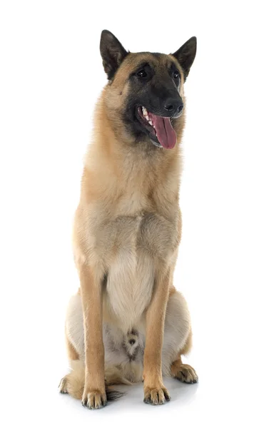 Malinois — Stockfoto