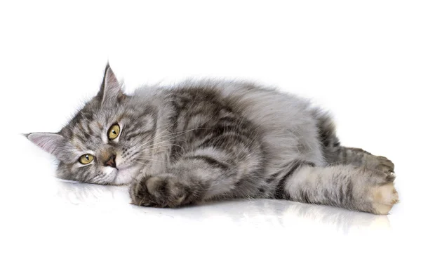 Maine Coon gatto — Foto Stock