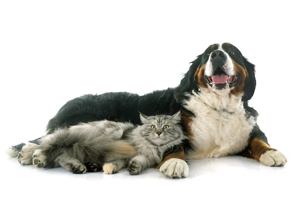 Maine coon gato e berna cão de montanha — Fotografia de Stock