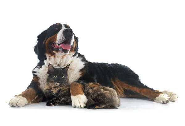 Maine coon pisica si bernese munte câine — Fotografie, imagine de stoc