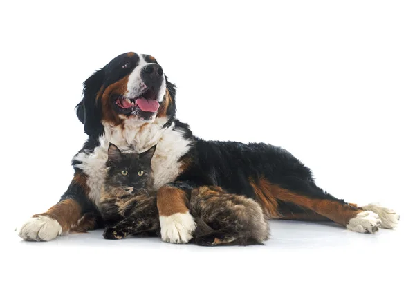 Maine coon katten- en Berner Sennenhond — Stockfoto