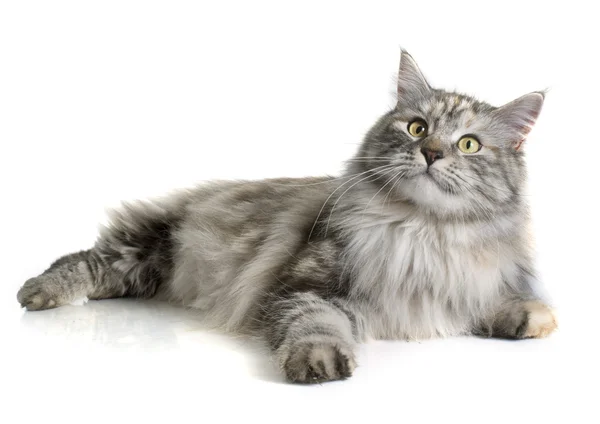 Maine Coon gatto — Foto Stock