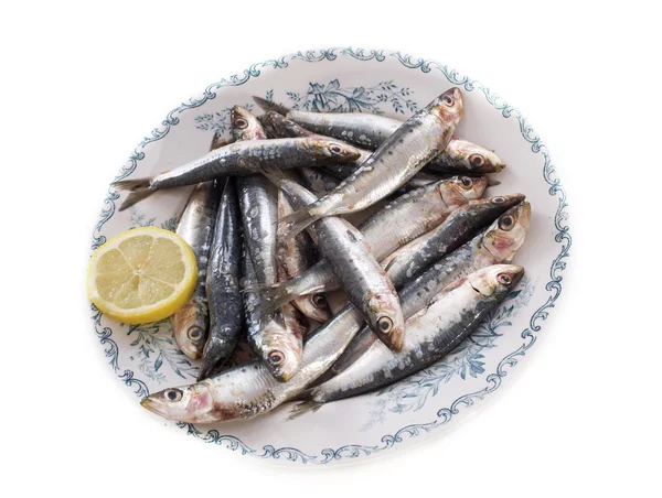 Sardina fresca — Foto de Stock