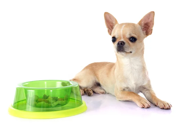 Chiot Chihuahua — Photo