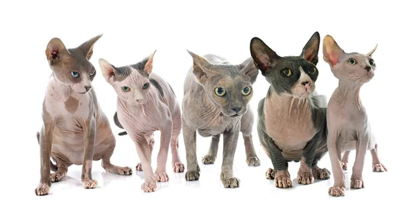 Sphynx haarlose Katzen — Stockfoto