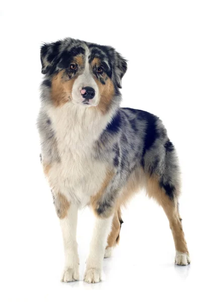 Australian shepherd — Stock Photo, Image