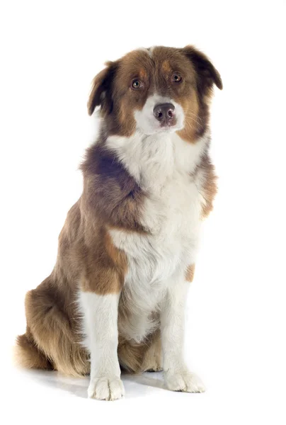 Australian shepherd — Stock Photo, Image