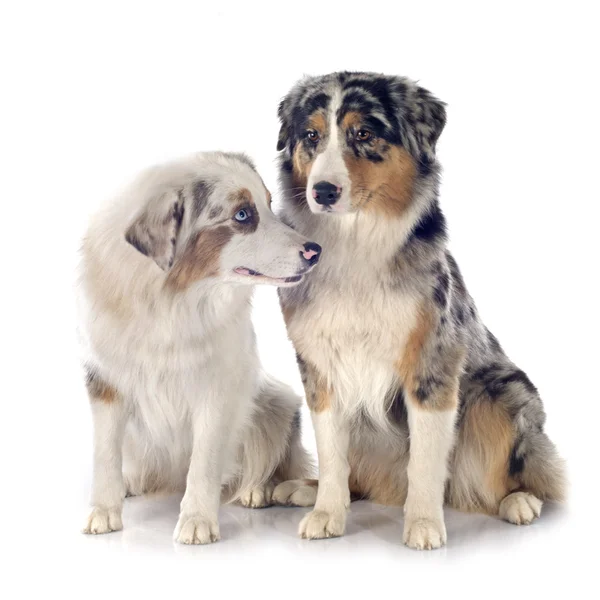 Australian shepherds — Stock Photo, Image