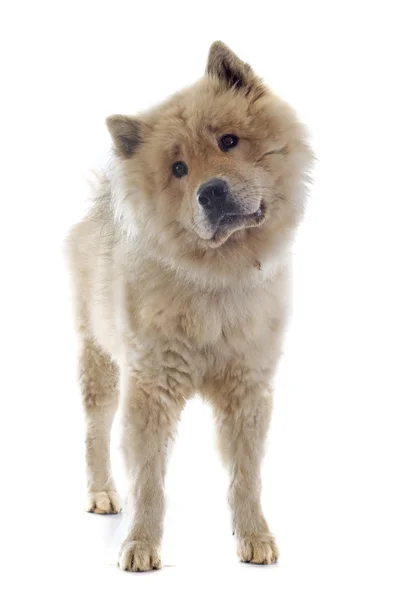 Eurasier — 스톡 사진