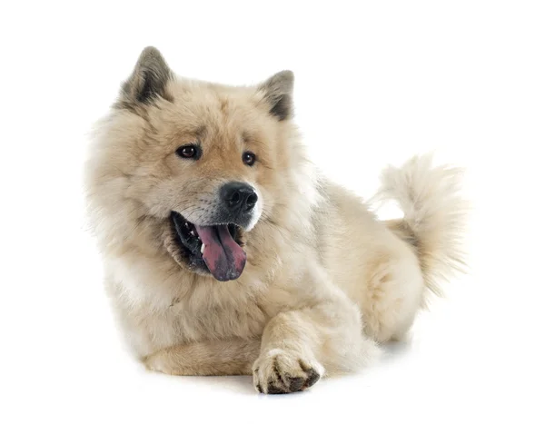 Eurasier — 스톡 사진